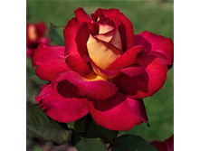 ���� Bolchoi �-������, 237��� (�������� 4��).jpg