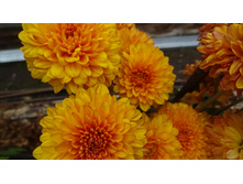 ����� �����