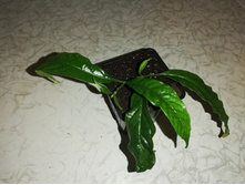 ������������ ������- 250 ���.