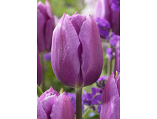 163,8 ���.������� ��� ����� (���������� ����������. � �������� 10��. ���� ������� �� ��������) �������� 1 ����..jpg