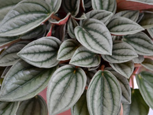 ��������� ���� Napoli Nights