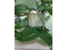 31 ������������