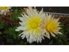 ������ 05-16