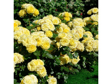 ���� Anny Duperey ������, 237��� (�������� 6��).jpg