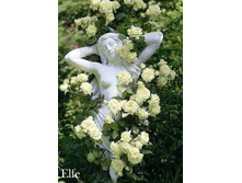 ���� Elfe  (�������� 59��).jpeg