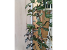 35 ������������