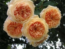 ���� Crown Princess Margareta ����,282��� (�������� 5��).jpg