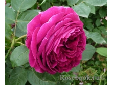 ���� Falstaff  ����, 282��� (�������� 7��).jpg