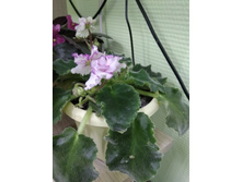 22 ������