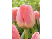 215,3 ���.������� ����� ����� (���������� ����������. � �������� 8��. ���� ������� �� ��������) �������� 1 ����..jpg