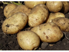 ��������� ������� (1 �����������), 44��� (�������� 5��).jpg