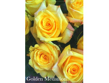 ���� Golden Medaillon (�������� 6��).jpeg