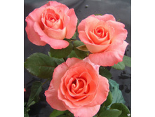 ���� Prestige de Lyon �-������,237��� (�������� 4��).jpg