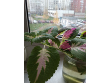 39 �������