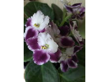 29 ������