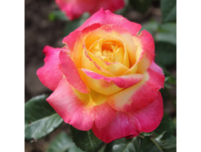 ���� Orient Express, �-������, 237��� (�������� 3��).jpg