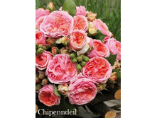 ���� Chipenndeil (�������� 57��).jpeg