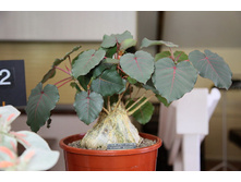 ����� ���������� (Ficus petiolaris)- 650 ���.