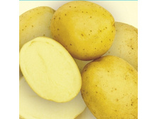 ��������� ������ (1 �����������),44��� (�������� 24��) .jpg