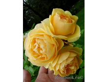 ���� Graham Thomas ����, 282��� (�������� 5��).jpg