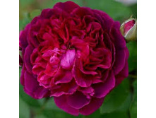 ���� William Shakespeare ����, 282��� (�������� 7��).jpeg