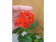 IMG 20191029 120547.jpg