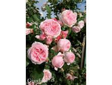 ���� Giardina (�������� 9��).jpeg