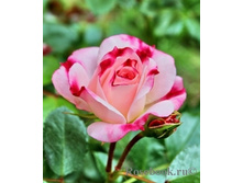 ���� Rosenstadt Freising ��������,282��� (�������� 5��)jpg