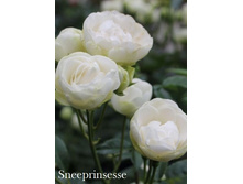 ���� Sneeprinsesse (�������� 2��).jpeg