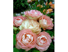 ���� Acropolis ������, 237��� (�������� 5��).jpg