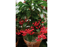 ������� ���������� (Ardisia crenata)- 450- 500 ���.