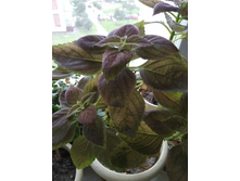 2 ������