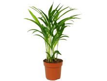 ������ .... ����� - 350 ���.