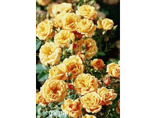 ���� Clementine (�������� 9��).jpeg