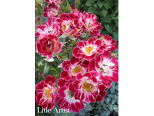 ���� Litle Artist (�������� 5 ��).jpeg