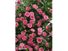 ���� Lawinia (�������� 6��).jpeg