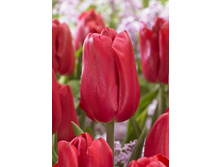 176,1 ���.������� ��� ���� (���������� ����������. � �������� 10��. ���� ������� �� ��������) �������� 2 ����..jpg