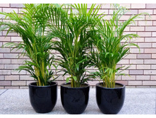 ������ .... �����- ������ �������� ��������...