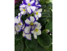 26 ������