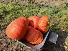 2015-09-19 11.10.23.jpeg