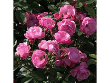 ���� Angela ��������,282��� (�������� 4��).jpg