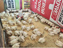 2015-09-05 11.20.44.jpeg