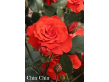 ���� Chin Chin (�������� 2��).jpeg