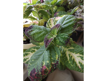 10 ������