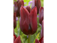 215,3 ���.������� �������� ������� (���������� ����������. � �������� 10��. ���� ������� �� ��������) �������� 2 ����..jpg