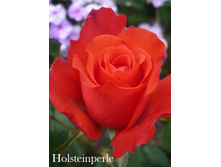 ���� Holsteinperle (�������� 9��).jpeg