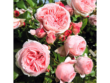 ���� Giardina ��������,282��� (�������� 7��).jpg