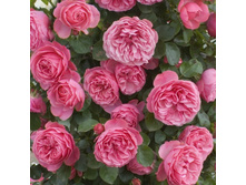 ���� Leonardo da Vin�i ������, 237��� (�������� 4��).jpg