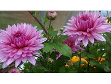 ������� �����