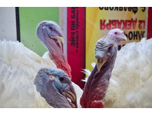 2016-02-15 13.22.42.jpeg